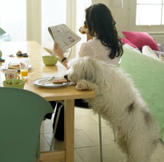 Dog stealing food off table