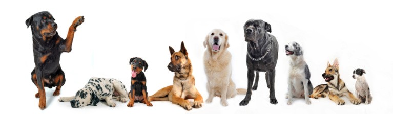 Line of dogs of different breeds and sizes