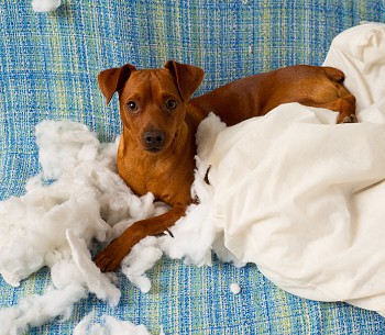 Naughty dog tearing apart a pillow