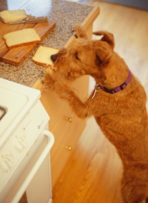 Irish Terrier stealing food