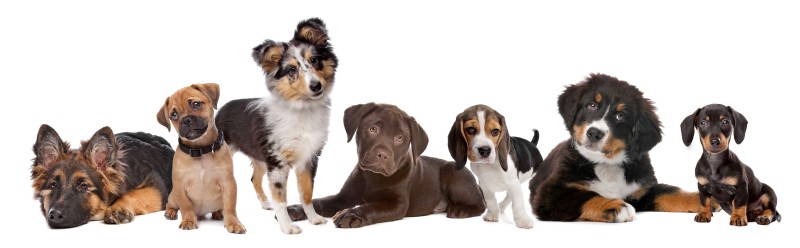 Line of cute puppies of different breeds