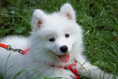 Well-behaved Samoyed puppy