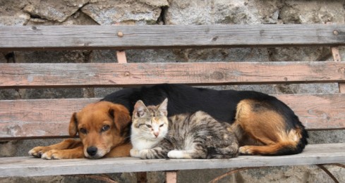 Hound mix lying down peacefully on a fench with a cat