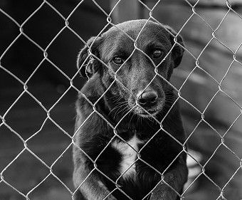 Black dog in shelter
