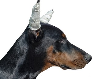 Doberman with taped ears