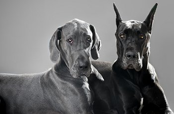 Great Danes with cropped and natural ears