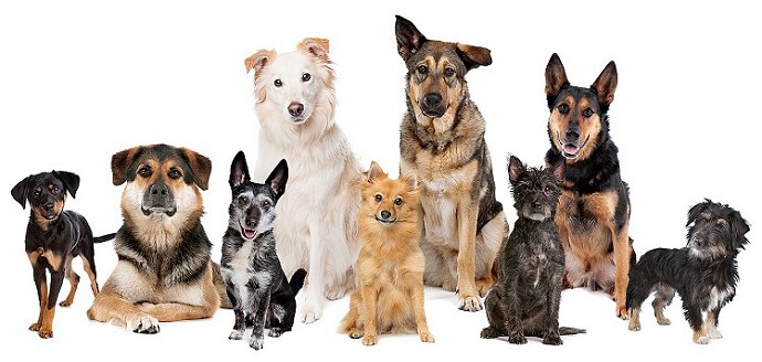 Different dog breeds