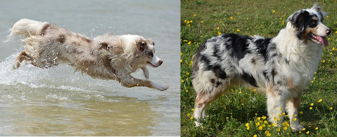 Australian Shepherds with natural tail and docked
