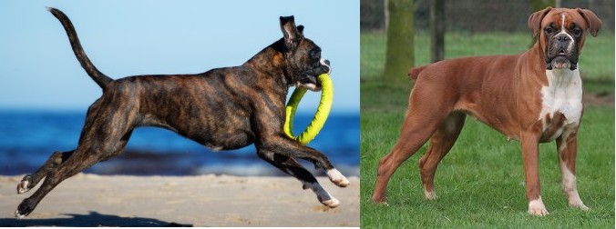 Boxers with natural tail and docked