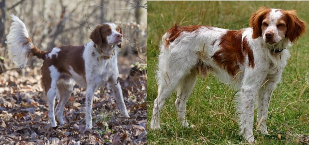 Brittany Spaniels with natural tail and docked