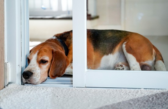 Beagle lying at open door