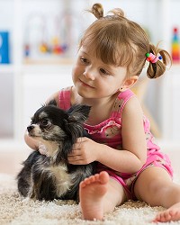 Toddler with Longhaired Chihuahua