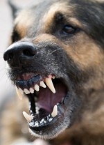 Dog baring teeth