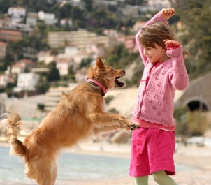 Inappropriate child/dog interaction