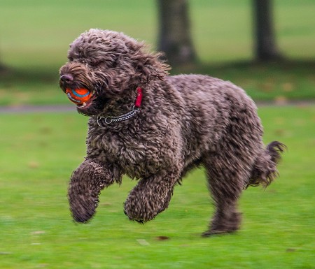 Cockapoo running with a ball on the grass