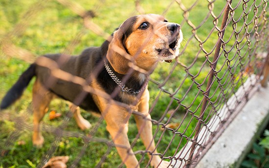 Fence-running Coonhound making noise