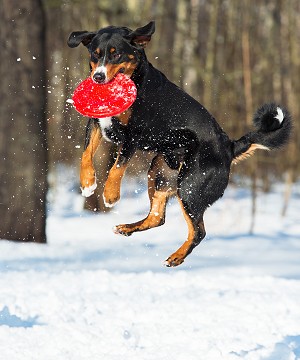 Appenzeller Mountain Dog catching a frisbee in the snow