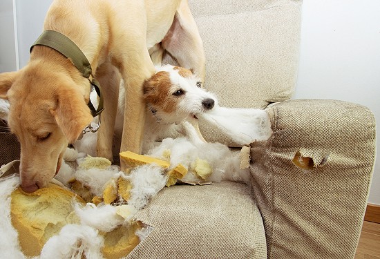 Two dogs destroying an easy chair