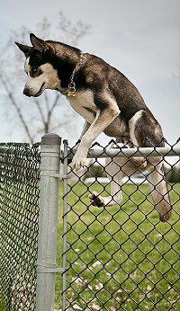 Siberian Husky scaling chain link fence