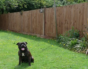 Stafford inside solid wood privacy fence