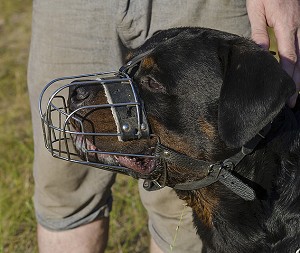 Rottweiler wearing muzzle