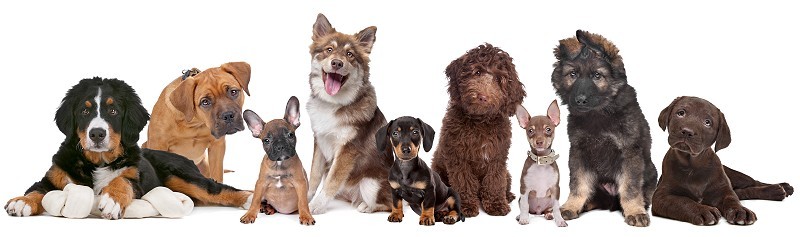 multiple dog breeds