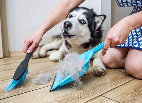 Owner sweeping shed hair from Siberian Husky