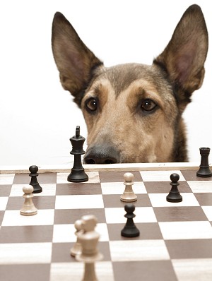 Dog eyeing chess board
