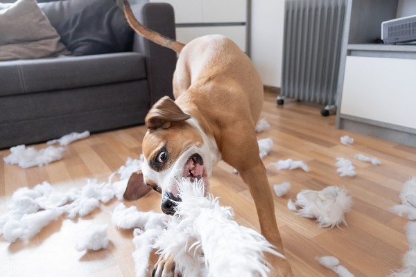 Dog destroying upholstery