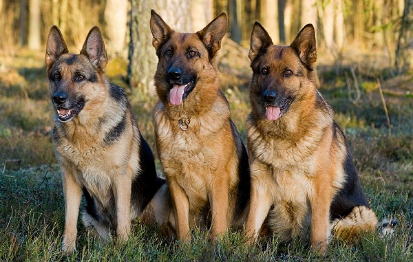 Three German Shepherds sitting