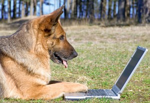 German Shepherd Dog with laptop