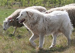 Great Pyrenees with sheep