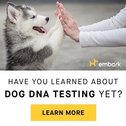 Embark DNA Testing