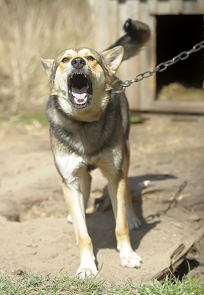 Tied up dog showing typical barking and threatening behaviors