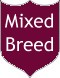 Mixed breed dogs