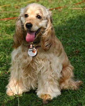 American Cocker Spaniel dog breed