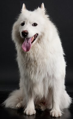 American Eskimo Dog breed