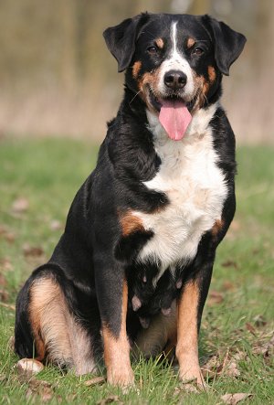 Appenzeller Sennenhund dog breed