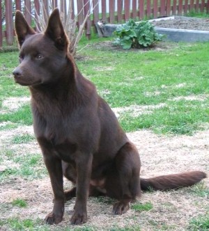 Australian Kelpie FAQ: Frequently Asked Questions