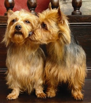 Australian Terrier dog breed