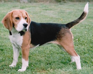 Beagles What S Good About Em What S Bad About Em