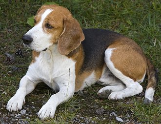 Are Beagles Aggressive? - The Guide to Aggression in Beagles