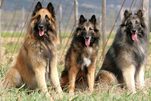 Belgian Shepherds: What's Good About 'Em? What's Bad About ...