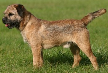 Border Terrier dog breed