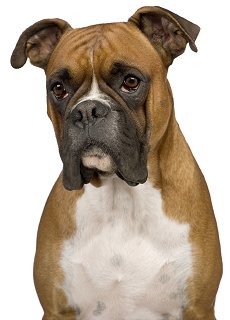 Boxer dog breed