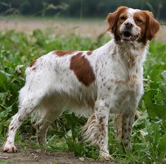 Brittany Spaniel dog breed