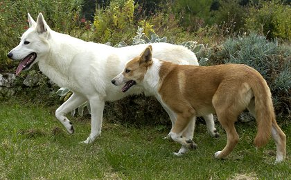 Canaan Dog breed