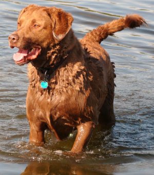 Chesapeake Bay Retriever dog breed