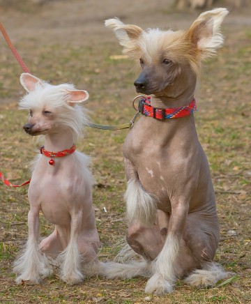 chinese crested powder puff