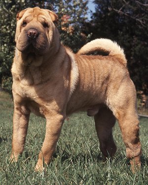 Chinese Shar Pei Faq Frequently Asked Questions